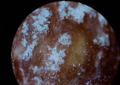 干しイモの顕微鏡写真