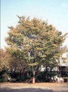 保存樹（ケヤキ）の写真
