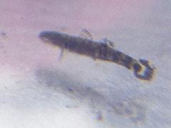 ウキゴリ類幼魚の写真