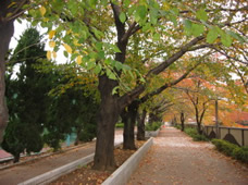 初秋の目黒川沿いの道　桜並木はまだ色づき始めたばかりですの写真