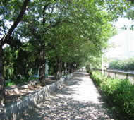 夏の目黒川沿いの道　桜並木は濃い緑色ですの写真