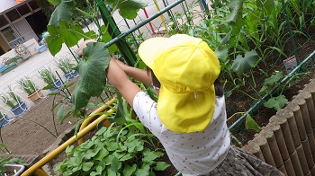 きゅうりを収穫する園児の写真