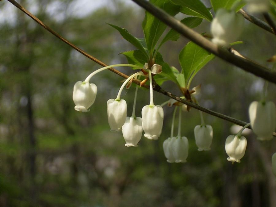 ドウダンツツジ