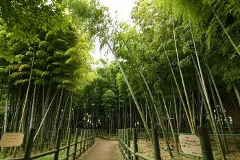 竹林の写真