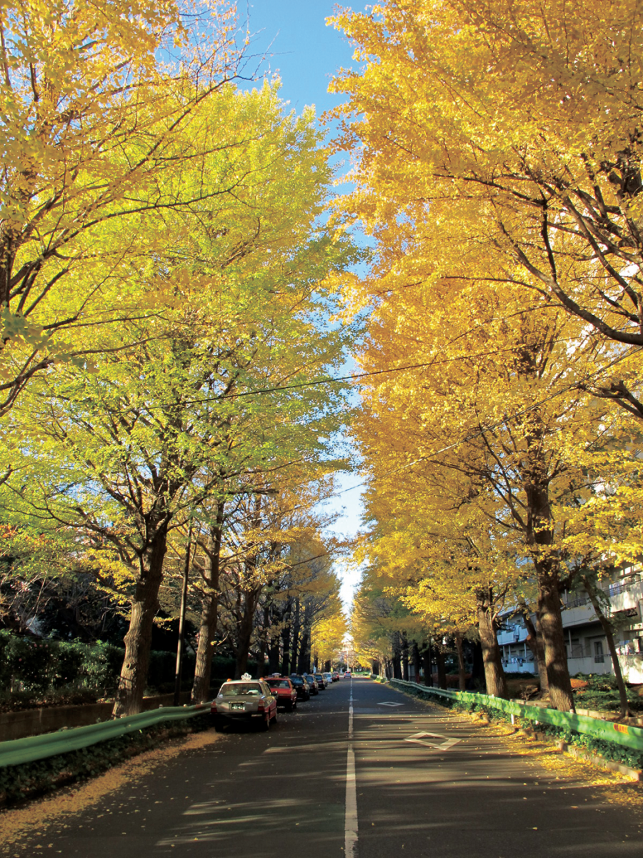 イチョウ並木の写真