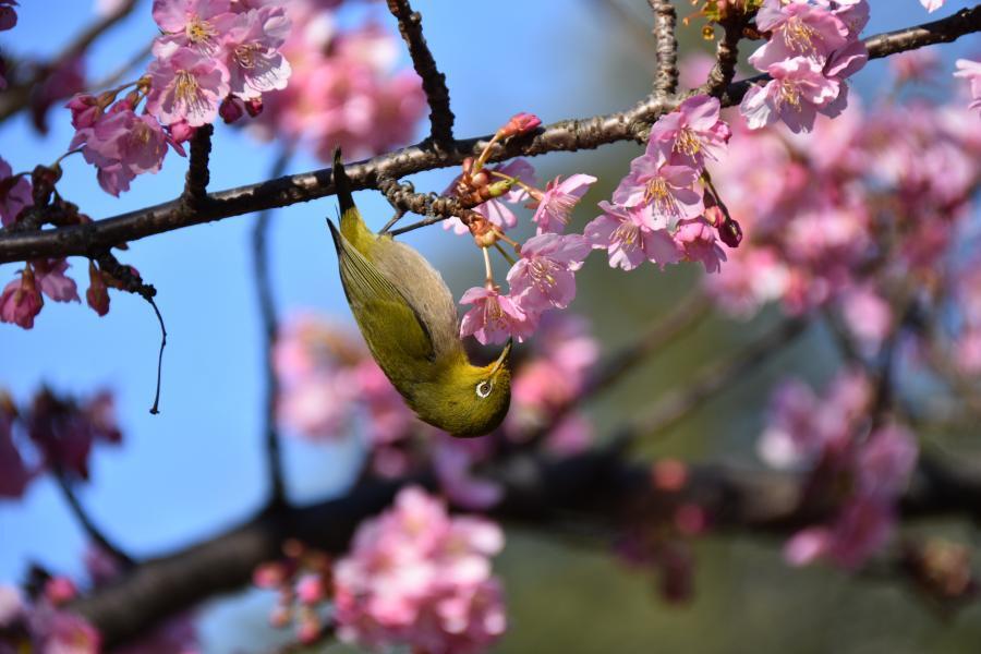 菅刈公園の河津桜の写真