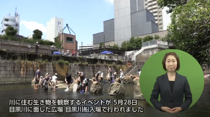 目黒川の生き物を捕獲している画像