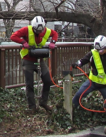 樹勢回復の様子