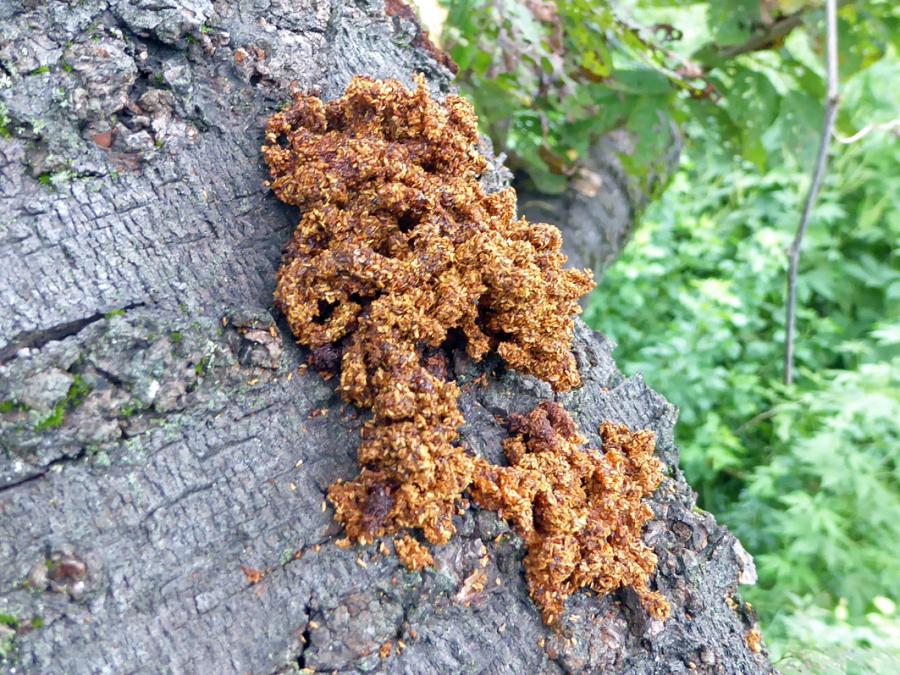 樹皮にみられるフラス