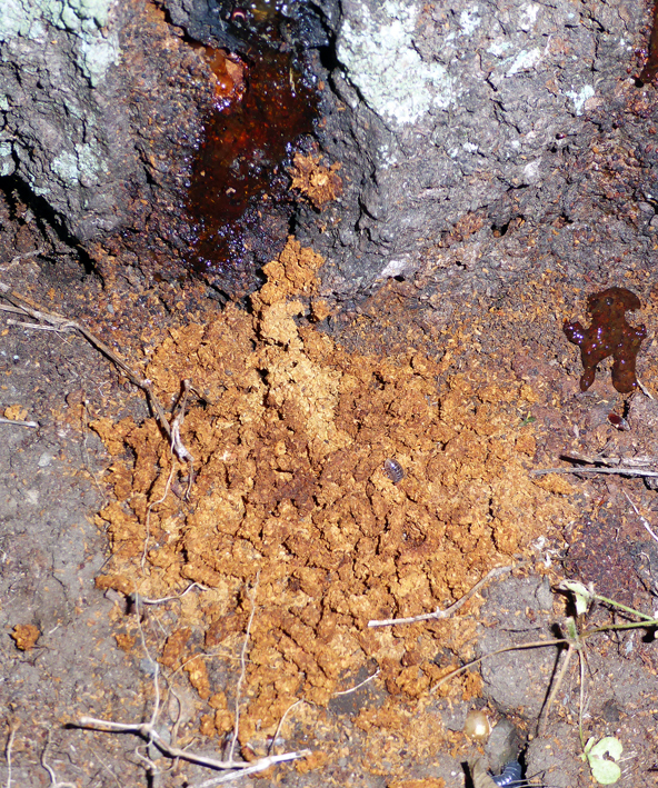 根元にみられるフラス