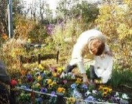 花を植える写真