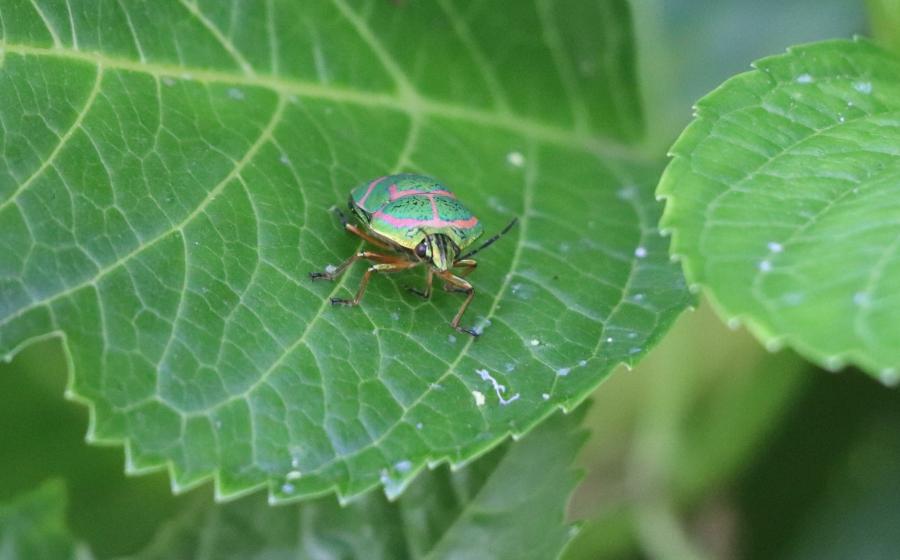アカスジキンカメムシ