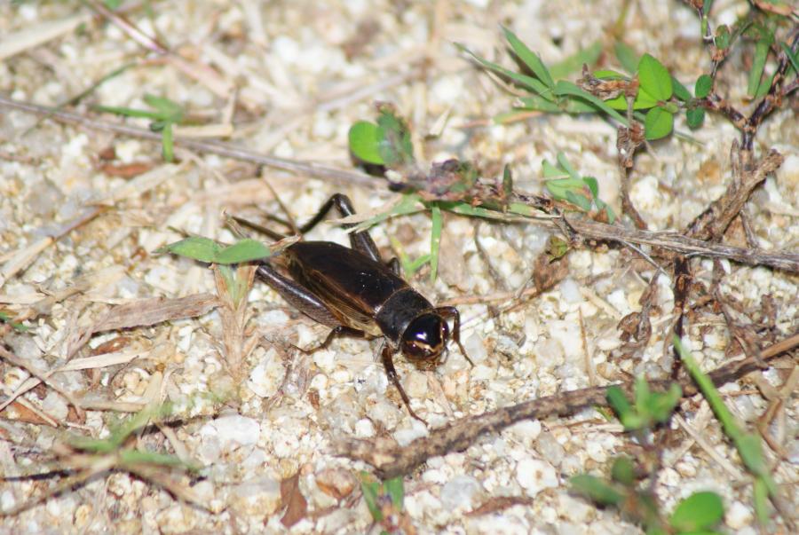 エンマコオロギ