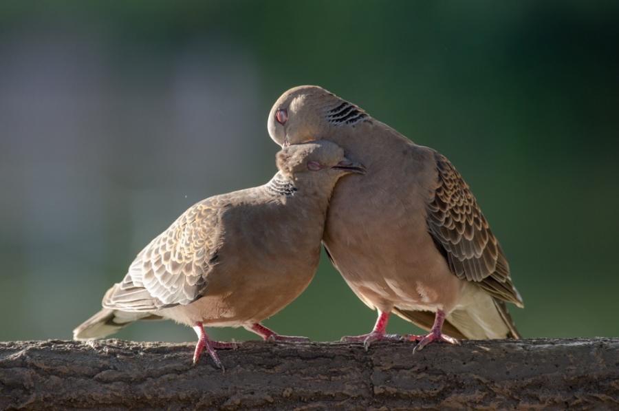 キジバト（碑文谷公園）