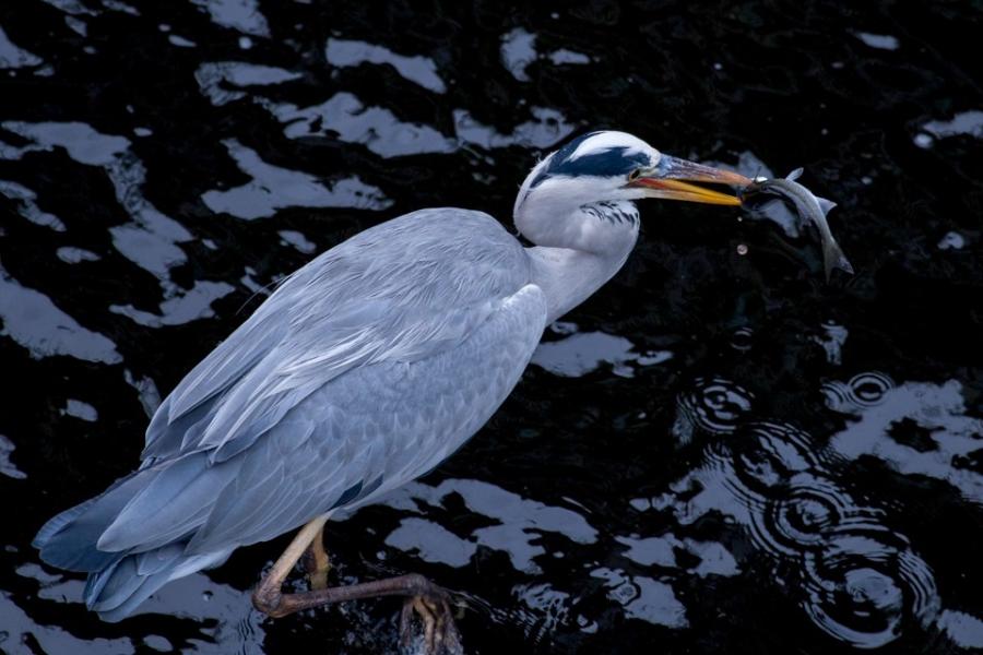 アオサギ(目黒川)