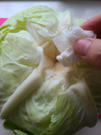 キャベツの芯をくり抜き、濡らしたキッチンペーパーを詰める画像