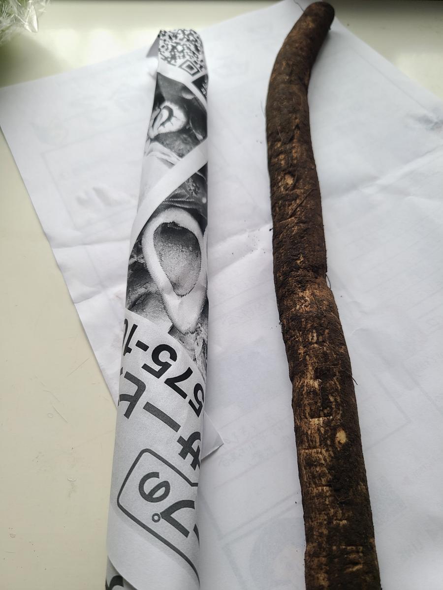 チラシに包んだ、土がついたごぼうの画像