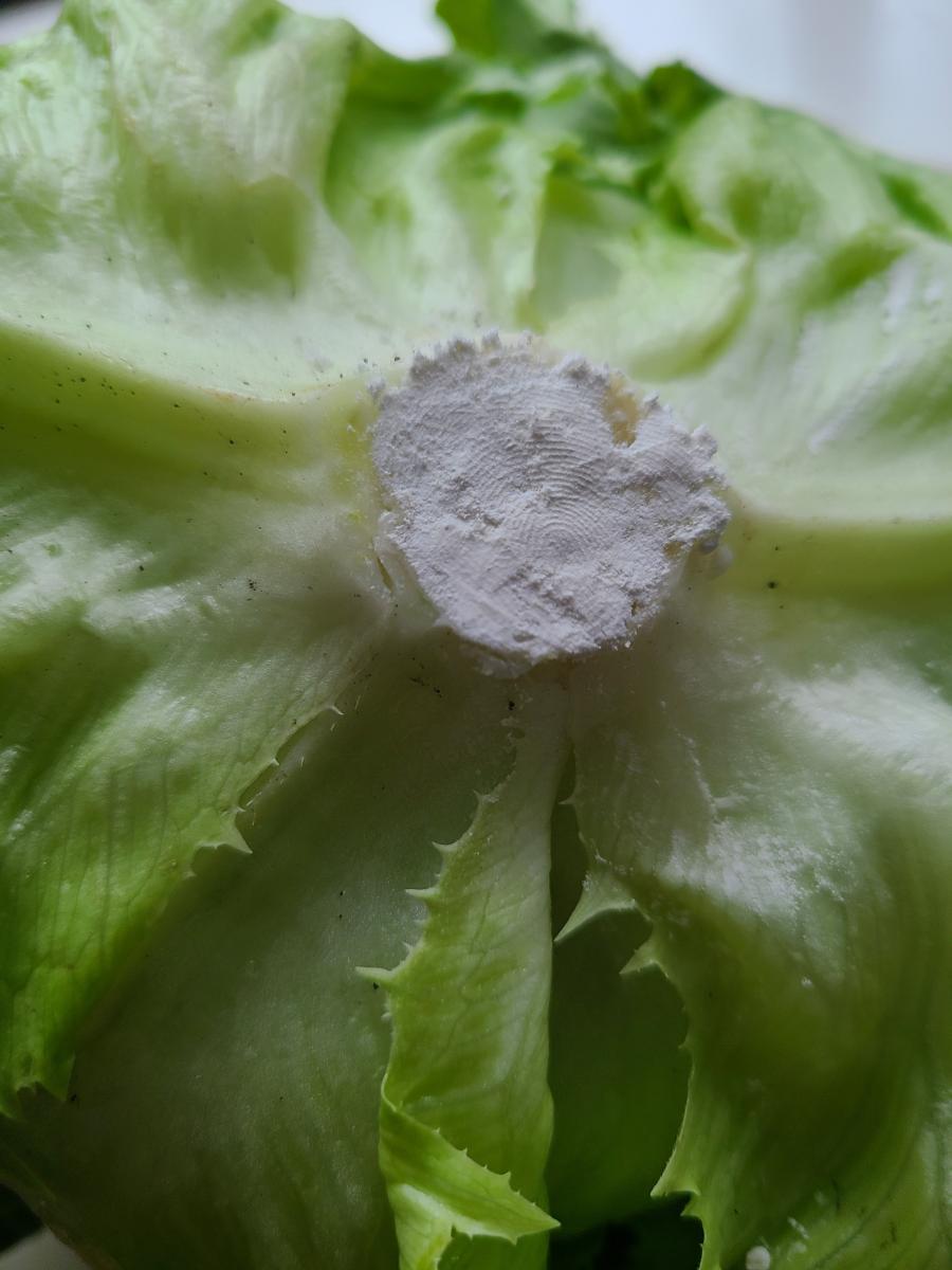 レタスの芯に小麦粉を付けた画像