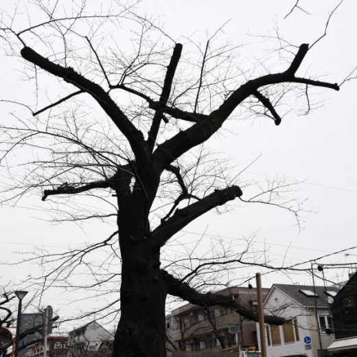 樹木保護のお話