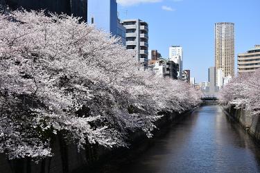 目黒川の桜2