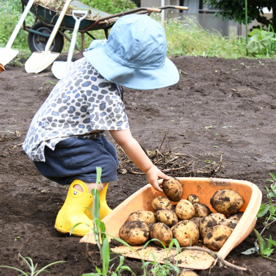 ジャガイモ収穫体験