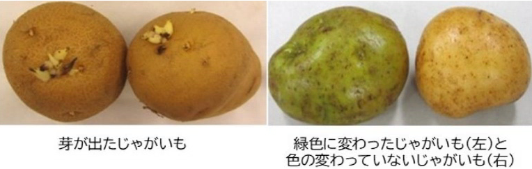 芽が出たじゃがいもと緑色に変わったじゃがいもの写真