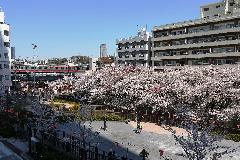合流点遊び場の桜の画像