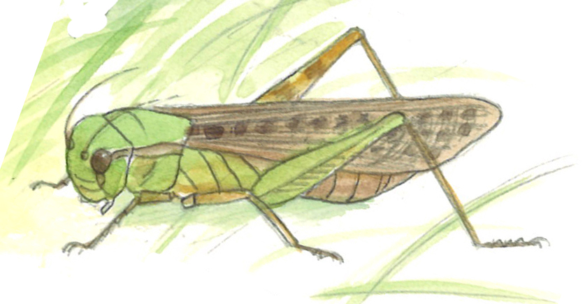 トノサマバッタ