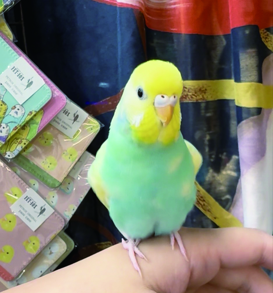 小鳥の写真