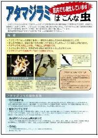 アタマジラミはこんな虫