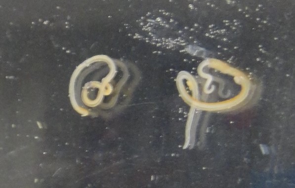 アニサキス写真