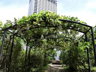 令和4年8月のブドウ棚の写真