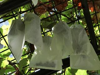 木に実っているブドウの写真