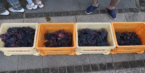 収穫され、かごに入っているブドウの写真