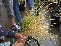 米刈り入れの写真