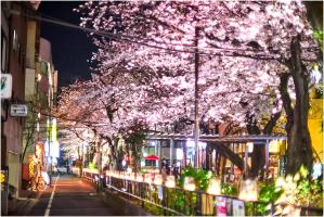 桜ライトアップ写真