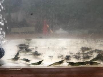 捕獲したいきもの