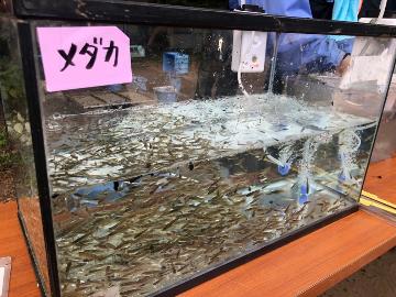 捕獲したいきもの1