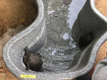 捕獲したいきもの2