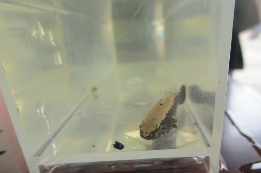 R7_ikimonohakkenntai-kawaanago