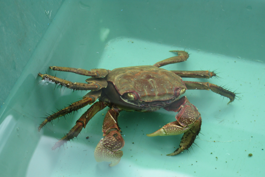 R7_ikimonohakkenntai-mokuzugani