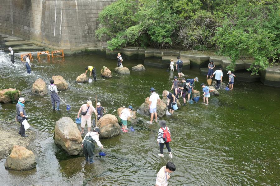 R7_ikimonohakkenntai-kawa2