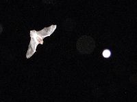 アブラコウモリの写真