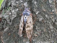 アブラゼミの写真