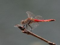 アキアカネの写真