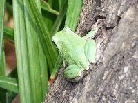 アマガエルの写真