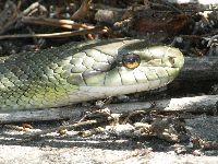 アオダイショウの写真