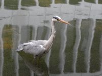 アオサギの写真