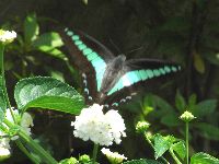 アオスジアゲハの写真