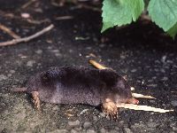 アズマモグラの写真